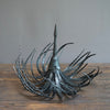 Dyckia Iron Sculpture #UDN10A