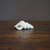 Porcelain Conch Shell #NK116A