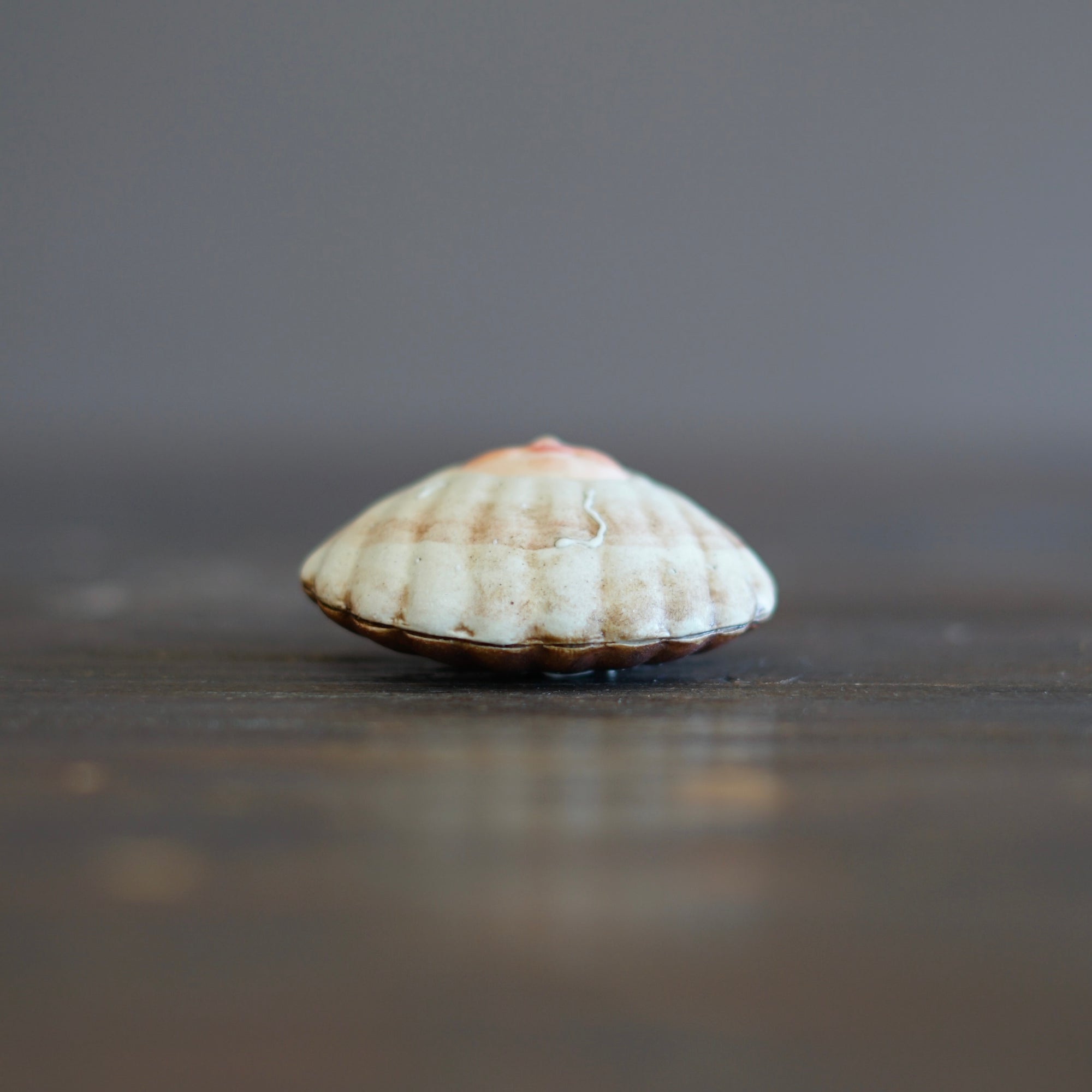 Seashell Mascot #OKA20