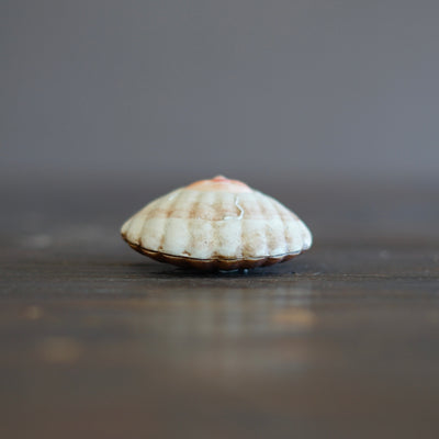 Seashell Mascot #OKA20