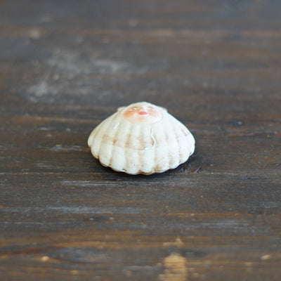 Seashell Mascot #OKA20