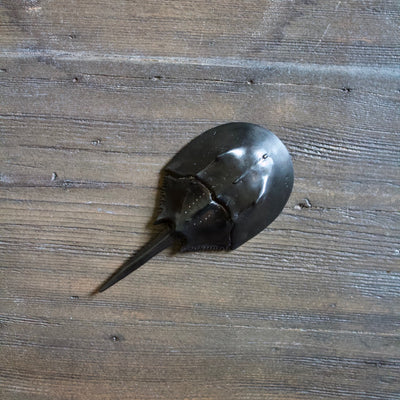 Horseshoe Crab Bottle Opener Darkest Brown/ White Back