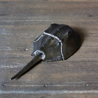 Horseshoe Crab Bottle Opener Darkest Brown/ White Back