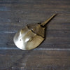 Horseshoe Crab Bottle Opener Brushed Yellow