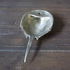 Horseshoe Crab Bottle Opener Brushed White