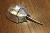 Horseshoe Crab Bottle Opener Brushed White by Matt Hall