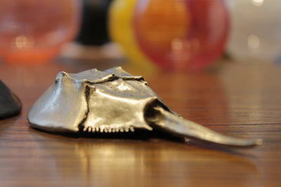 Horseshoe Crab Bottle Opener Brushed White by Matt Hall