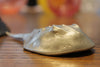 Horseshoe Crab Bottle Opener Brushed White by Matt Hall