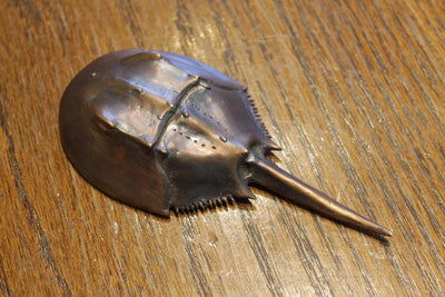 Horseshoe Crab Bottle Opener Dark Brown/ Yellow Back by Matt Hall